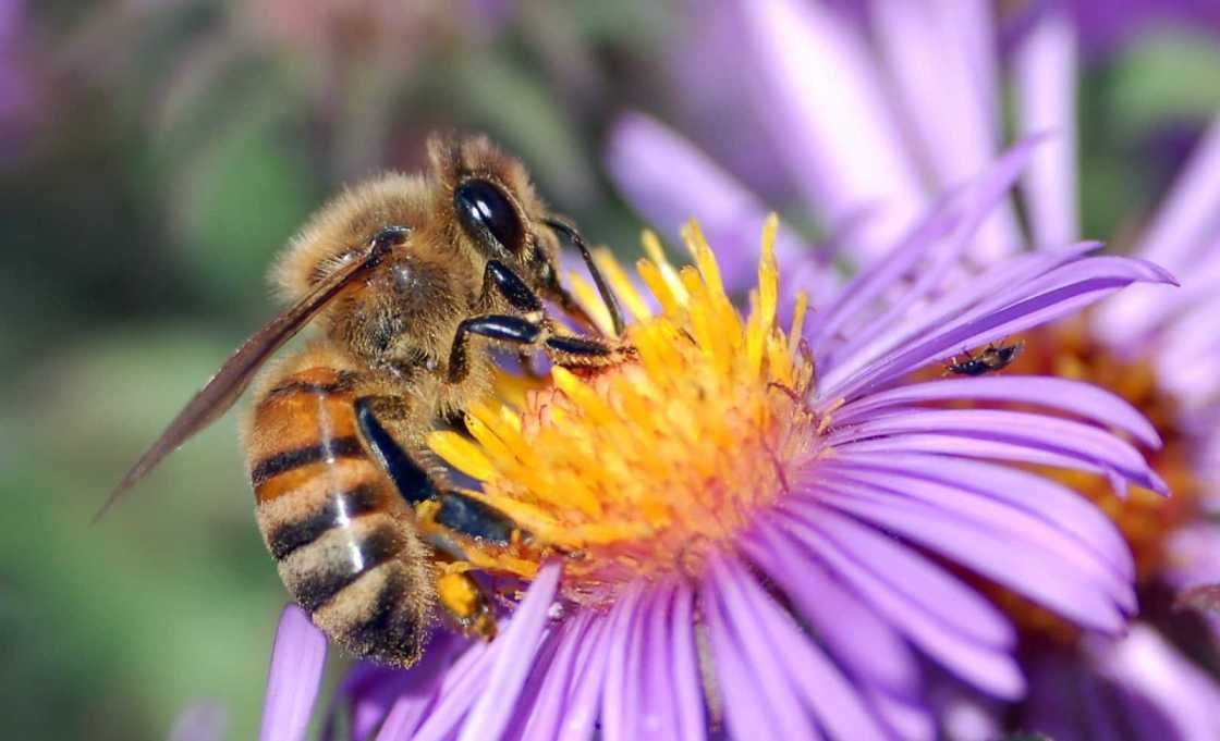 european honey bee on aster